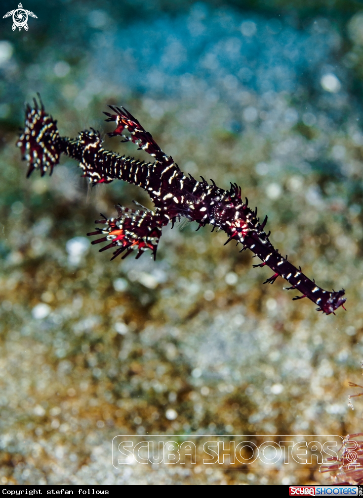 A Ornate Ghost Pipefish