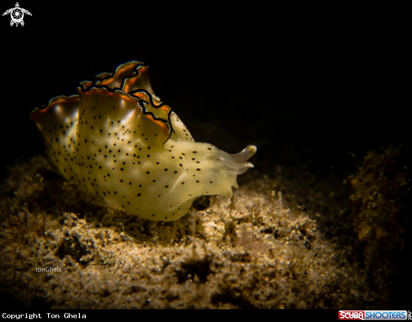 A Sea slug