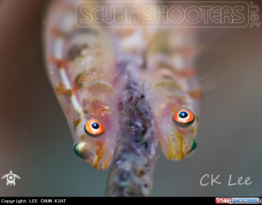 A GOBY