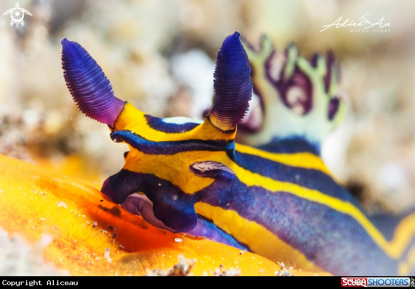 A Nudibranch