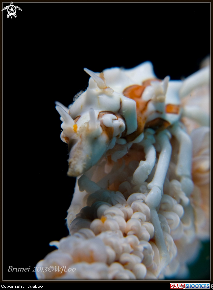 A Xeno crab