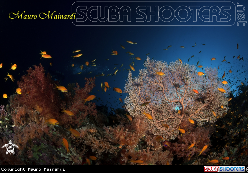 A Red sea.