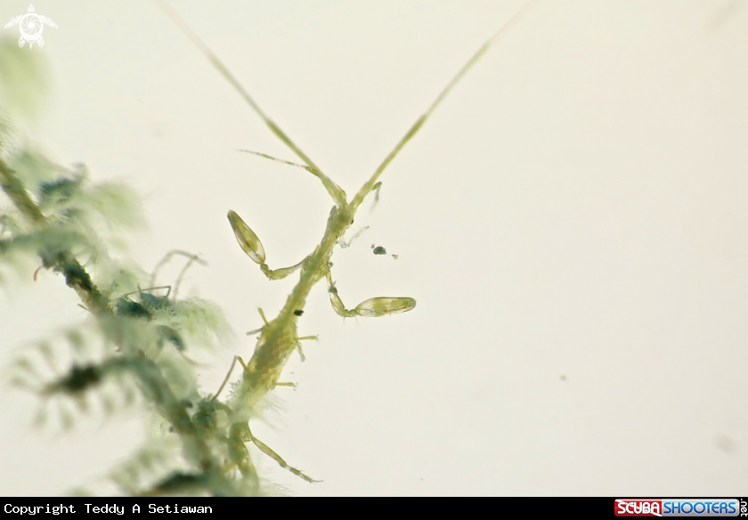 A skleton shrimp