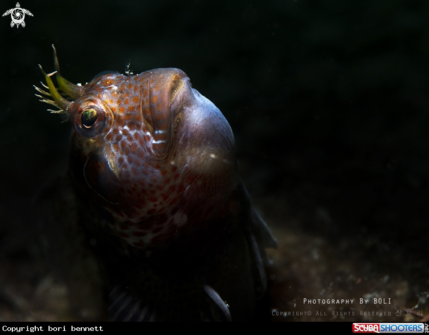 A Blenny 