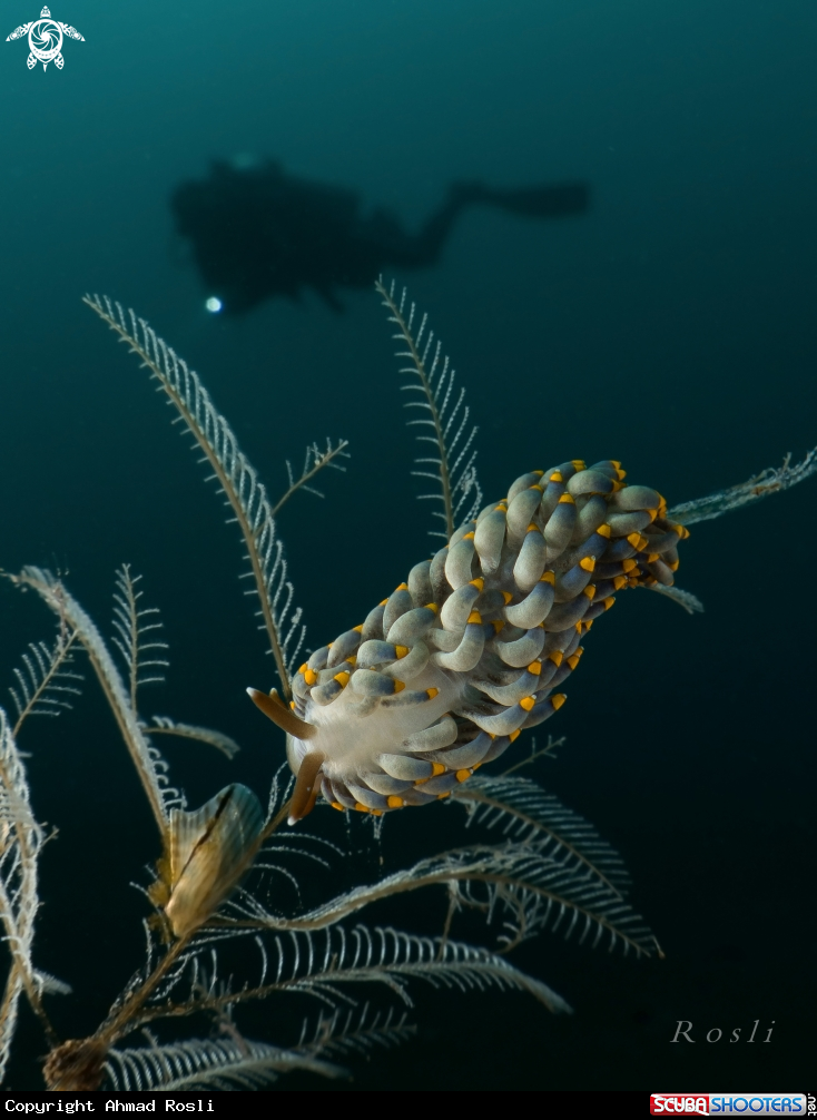 A Cuthona Yamasui