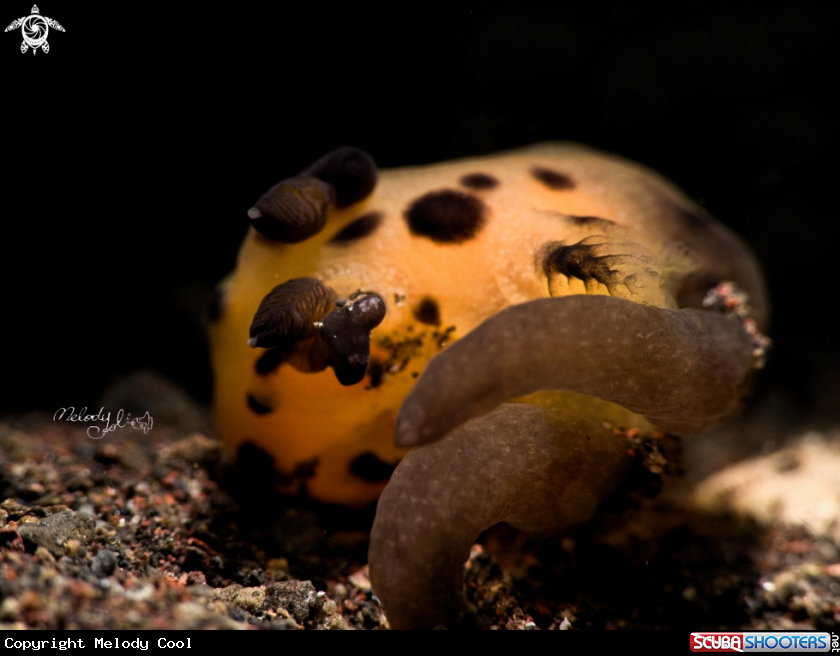A Pikachu Nudibranch 
