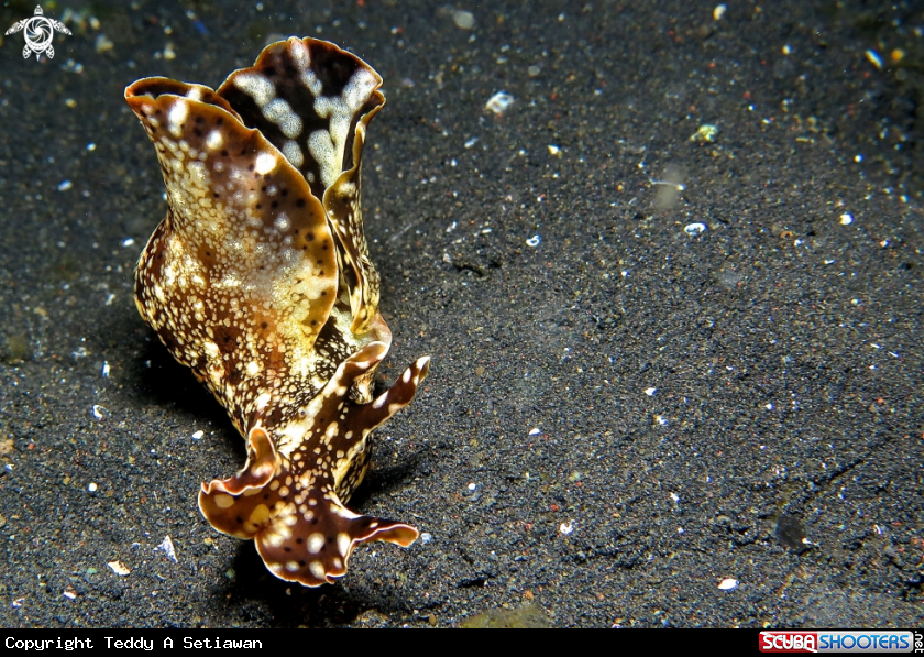 A nudibranch