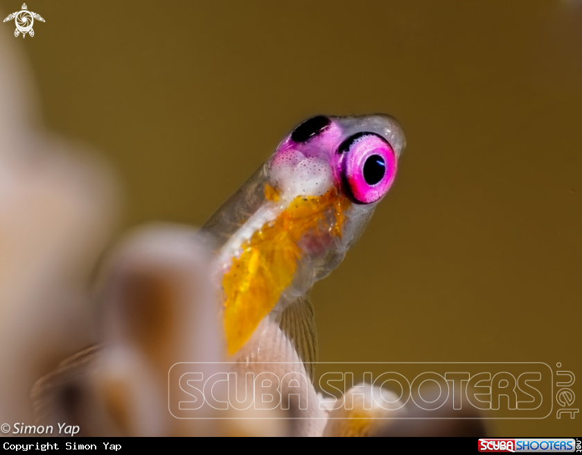 A Pink-eye Goby