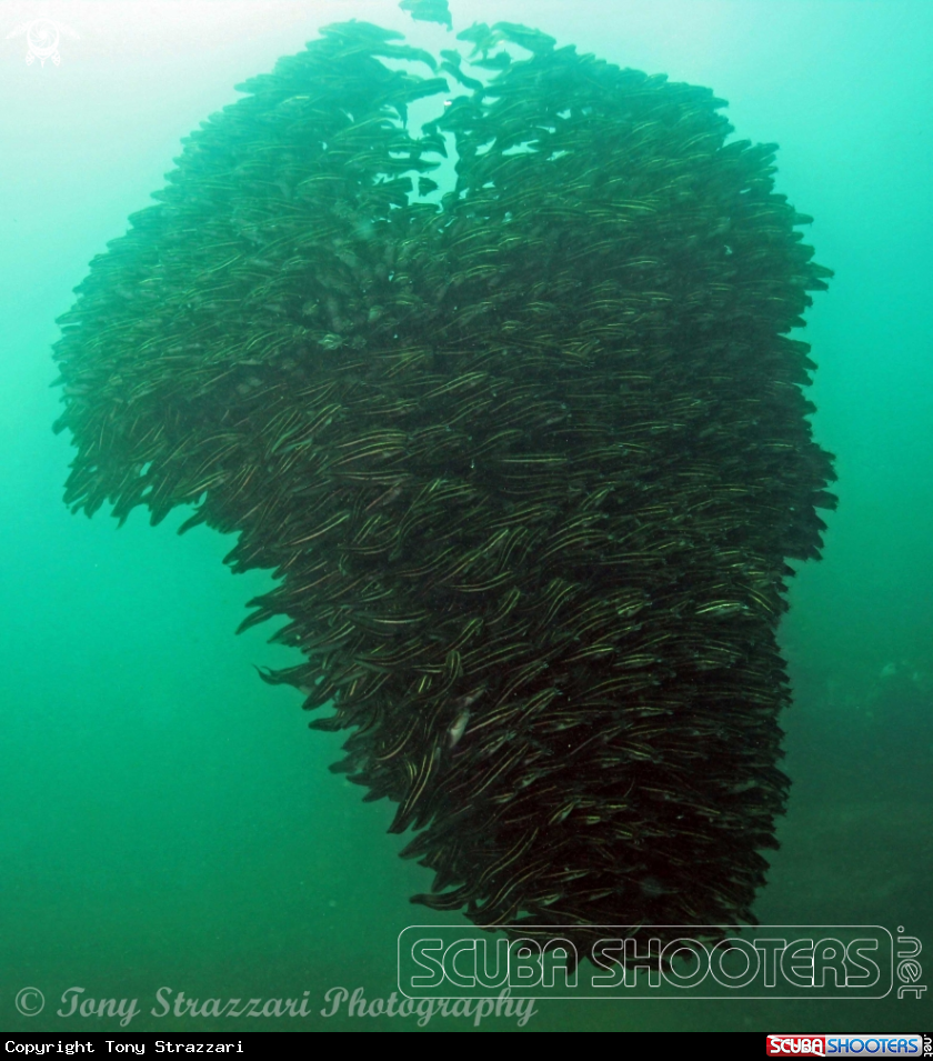 A Striped catfish