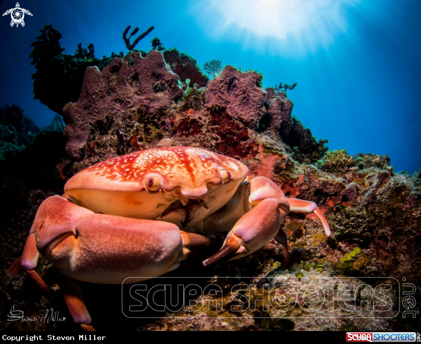 A Crab