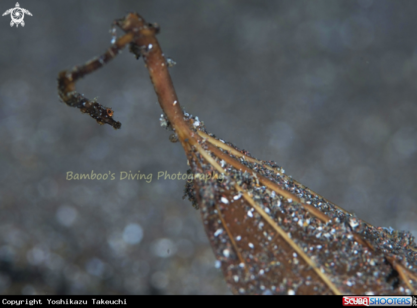 A underwater creature