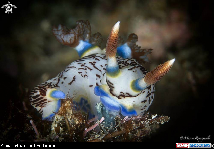 A Nembrotha lineolata