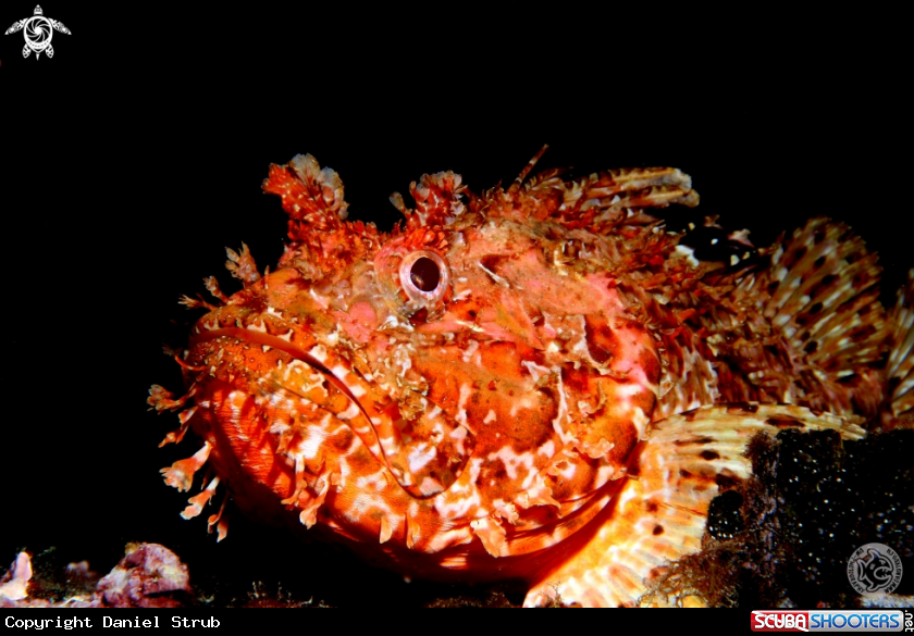 A Scorpionfish