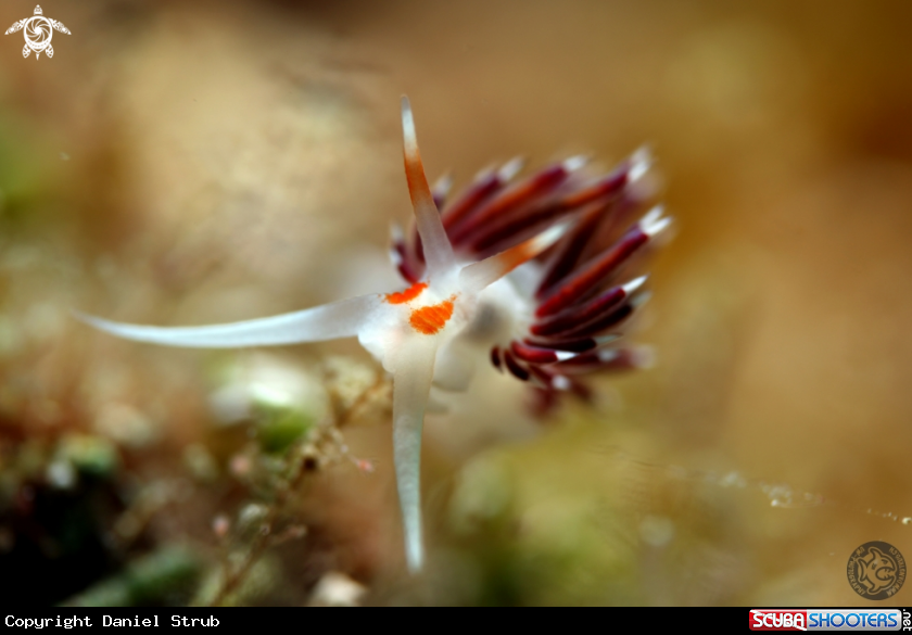 A Flabelina 