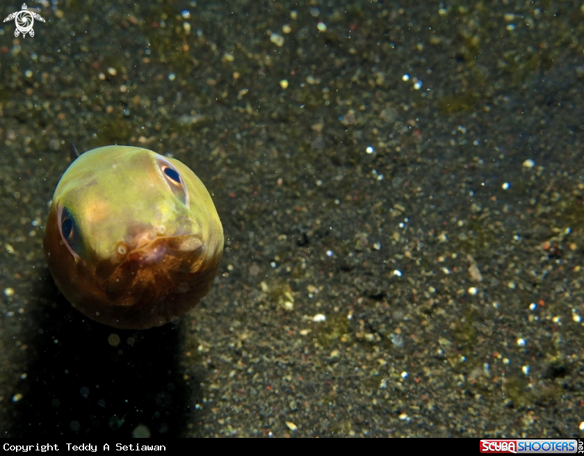 A Family Ophichthidae