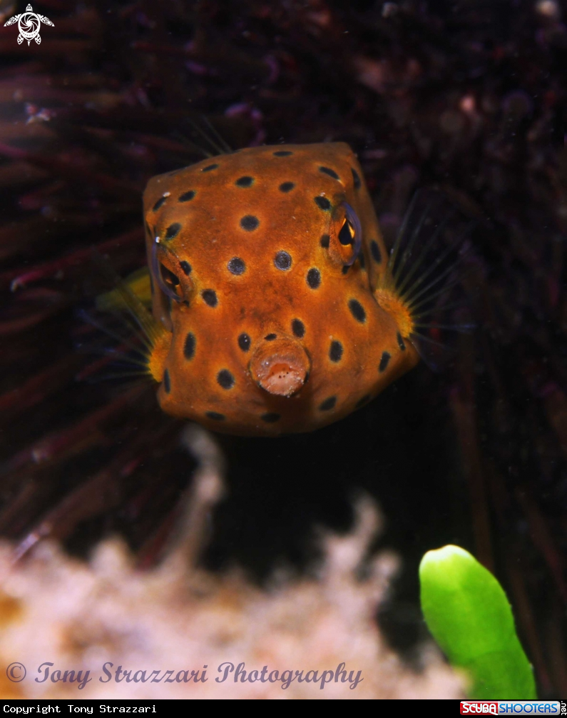 A Yellow boxfish