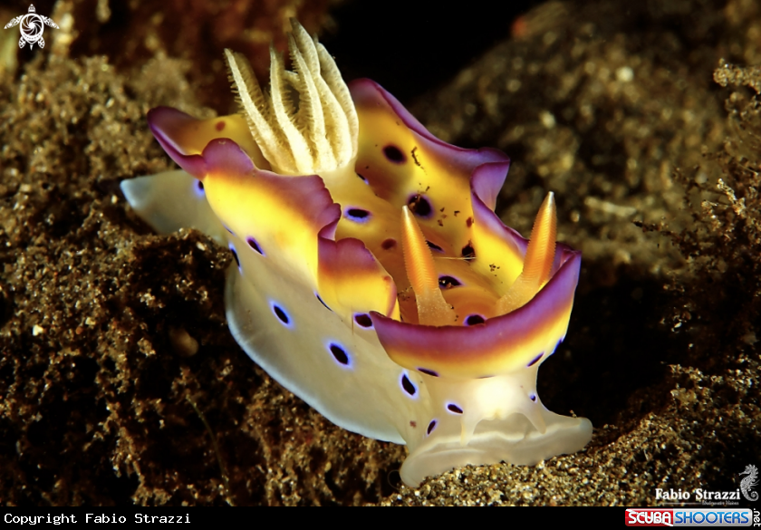 A Nudibranch