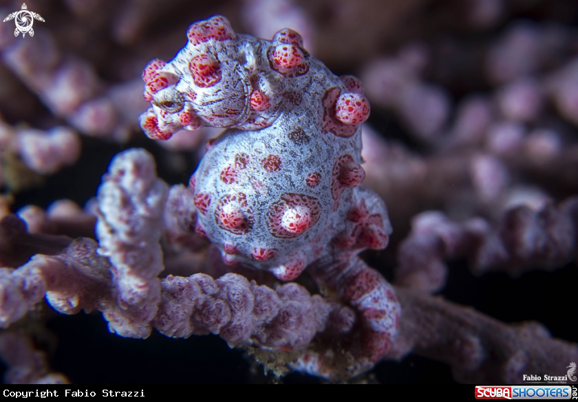 A Pigmy seahorse