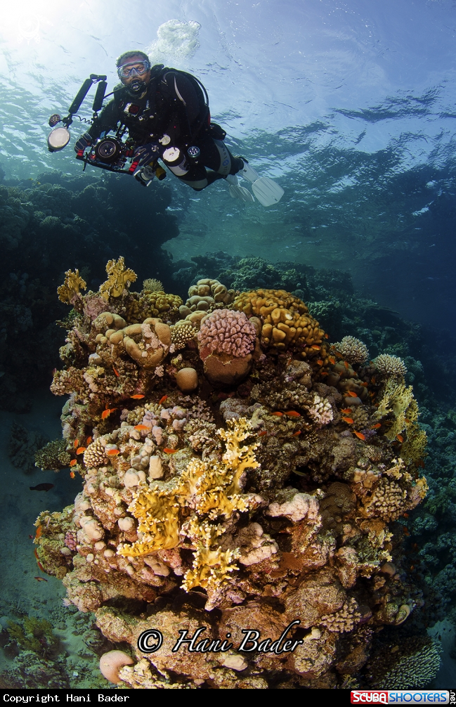 A coral reef