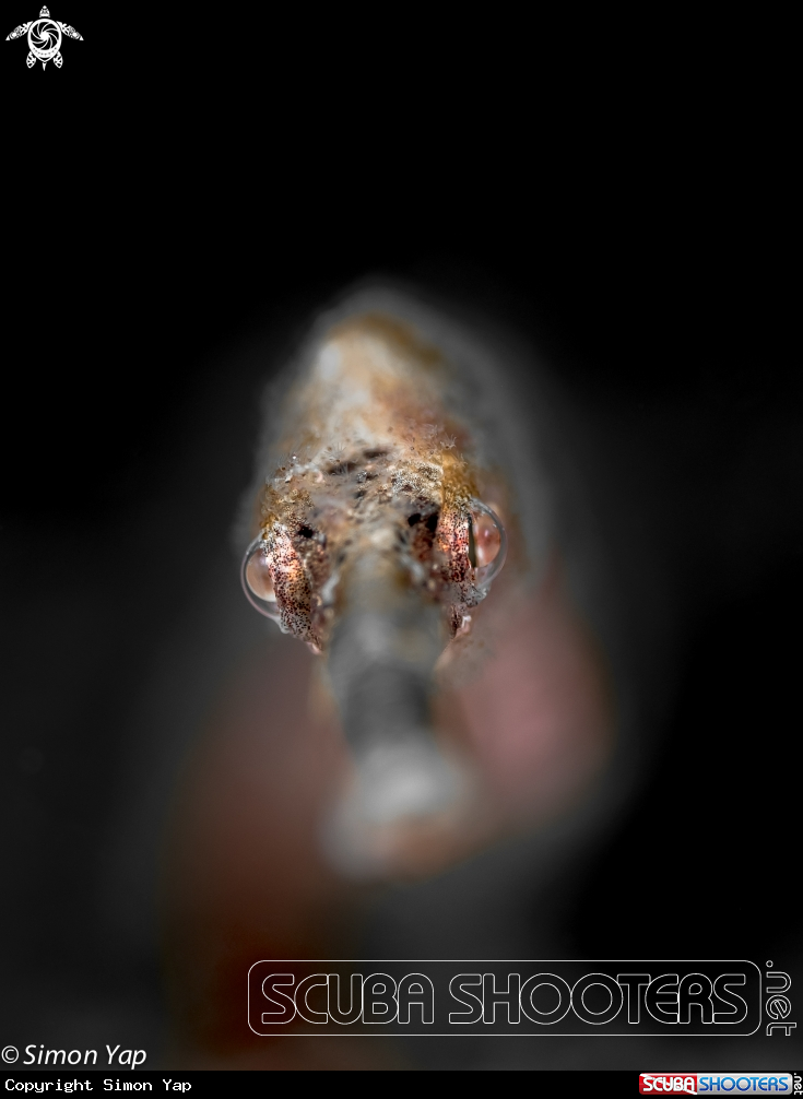 A Schultz's Pipefish