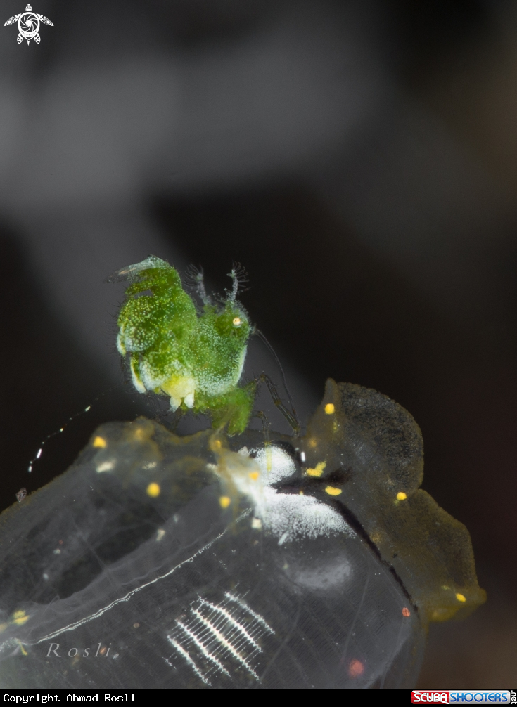 A Green Hairy Shrimp