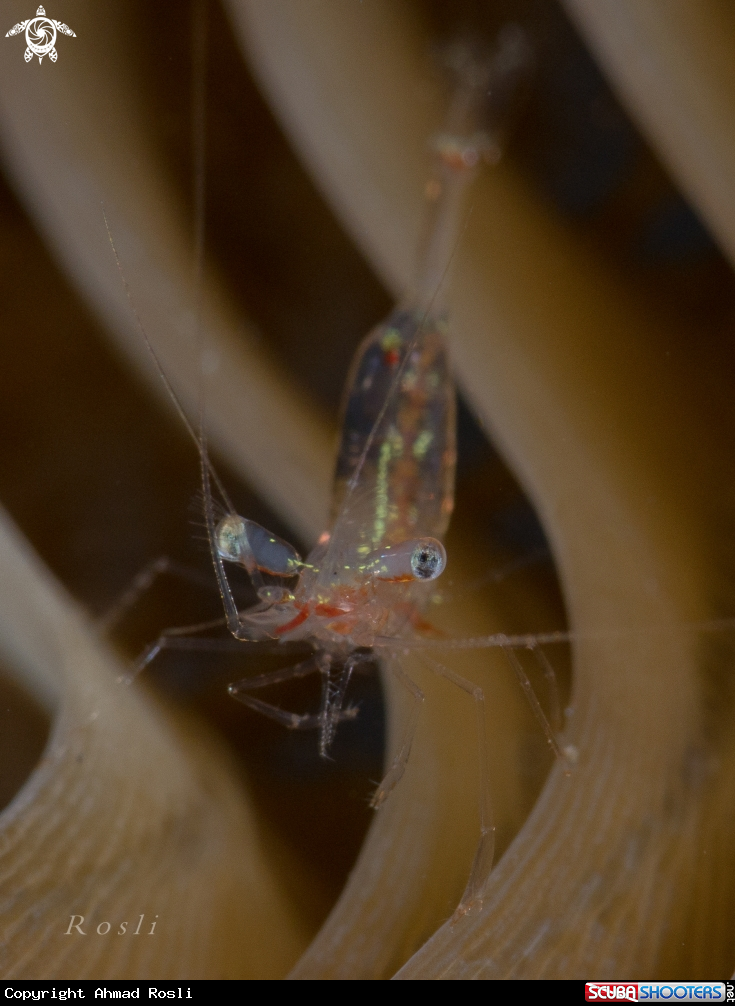A Shrimp