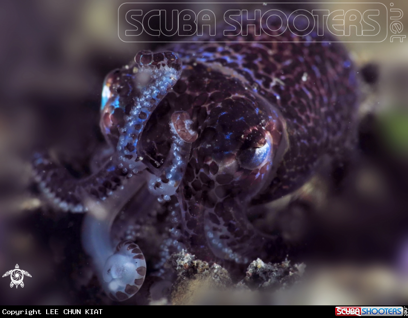 A PYGMY SQUID
