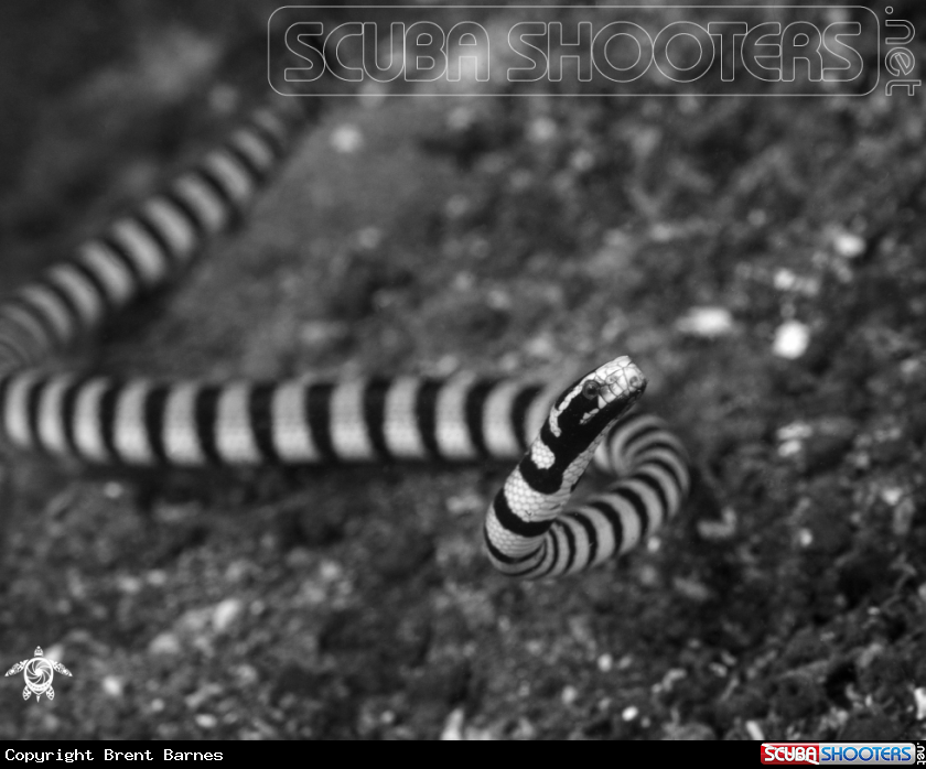 A Banded Sea Krait