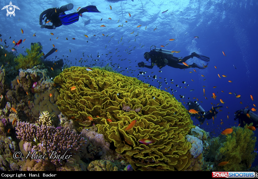 A coral reef