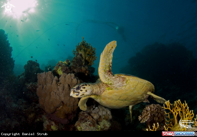 A Green turtle