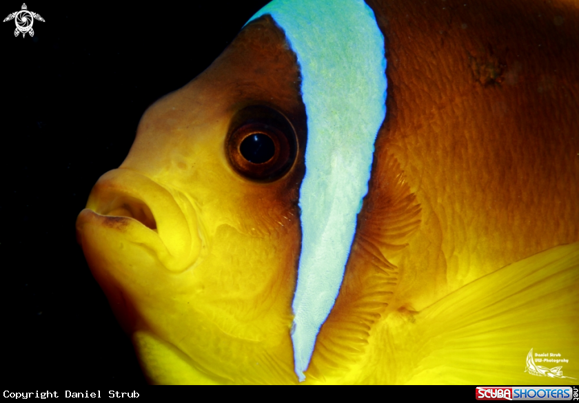 A Clark's Anemonefish