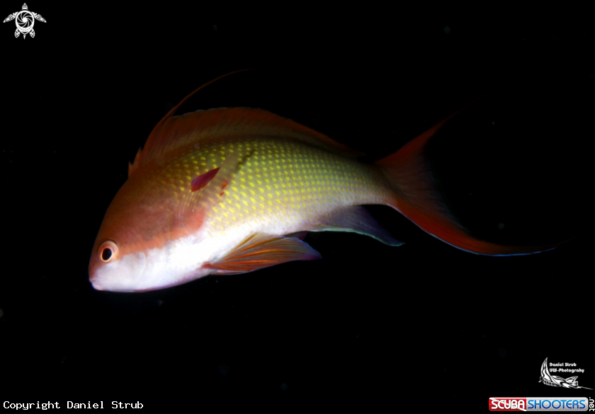 A Anthias