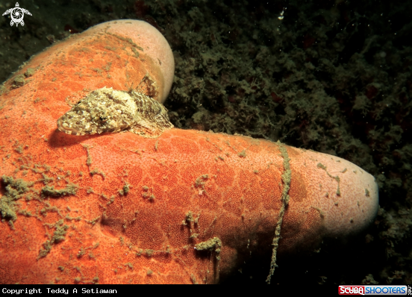 A crocodile fish (baby)