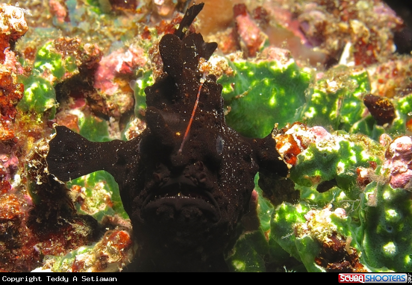 A frogfish