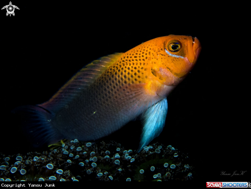 A Cardinal fish