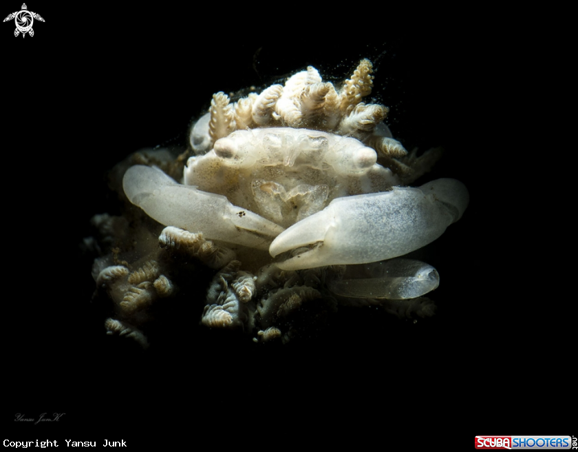 A Porceline crab