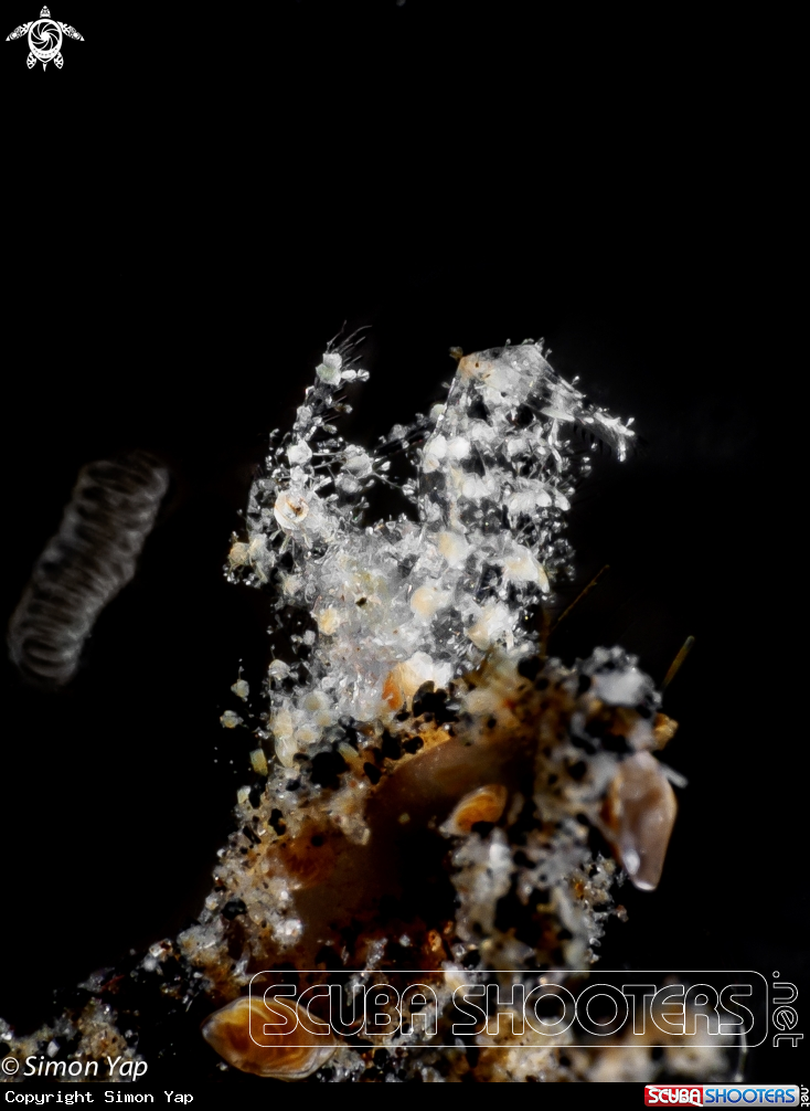 A Hairy Shrimp