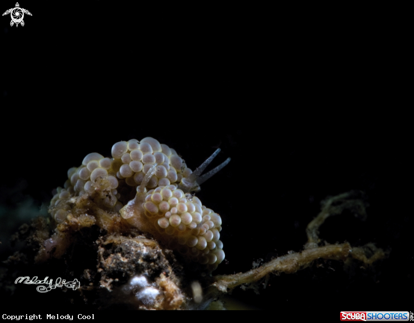 A Nudibranch