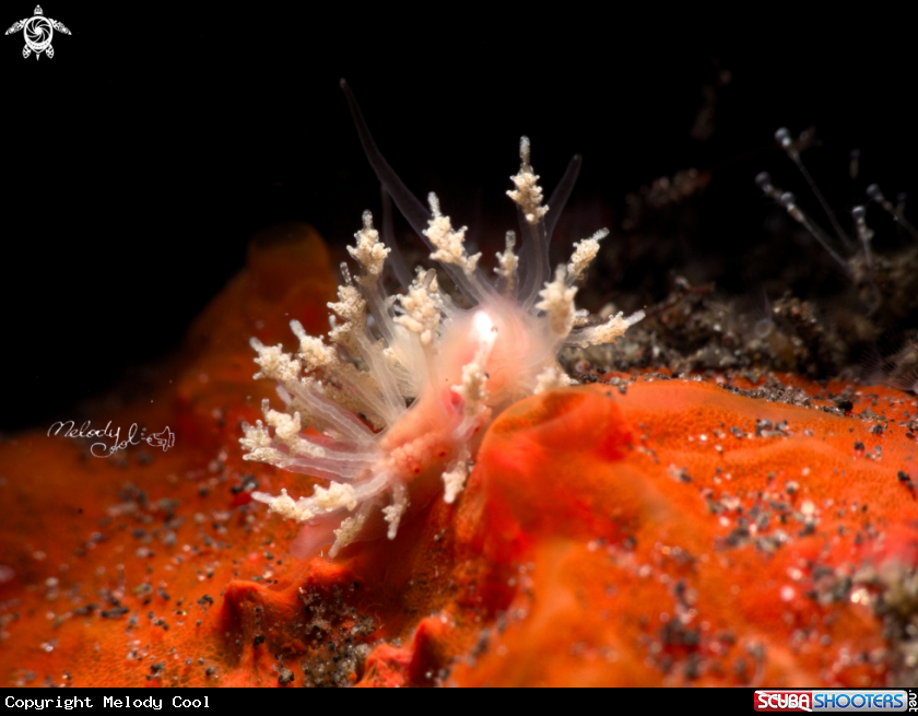A Nudibranch