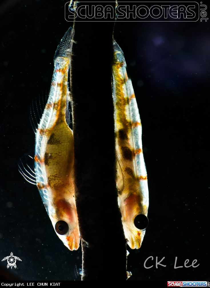 A GOBY