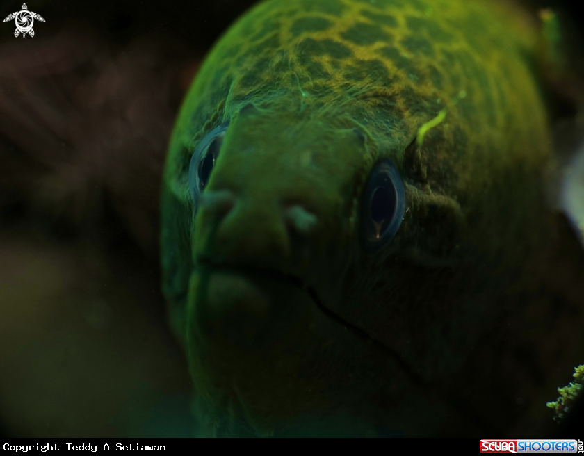 A moray eel