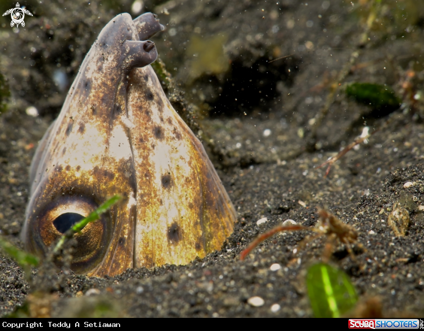 A snake eel