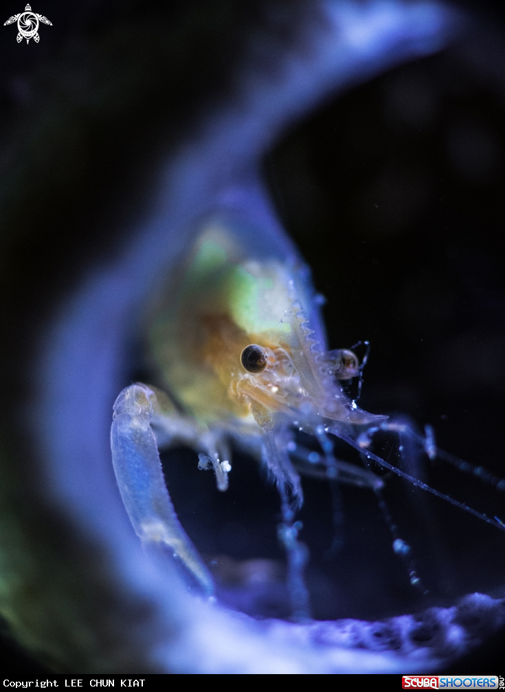 A shrimp