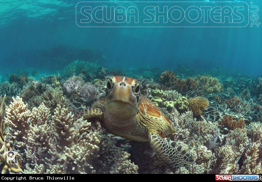 A Chelonia mydas