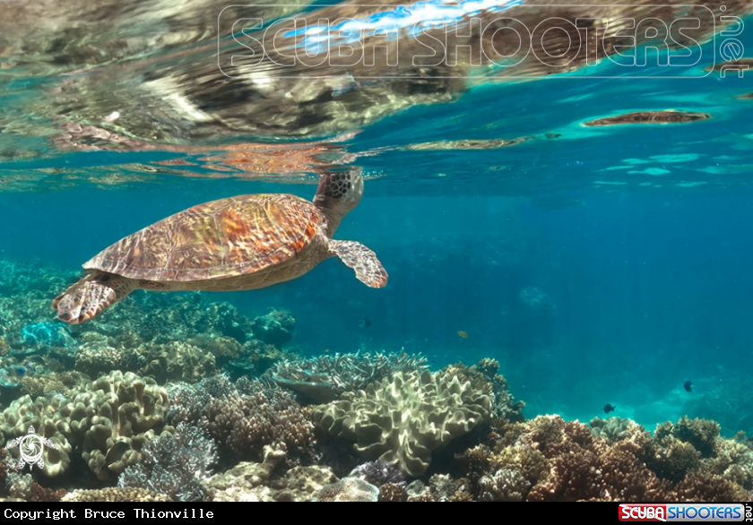 A Chelonia mydas 