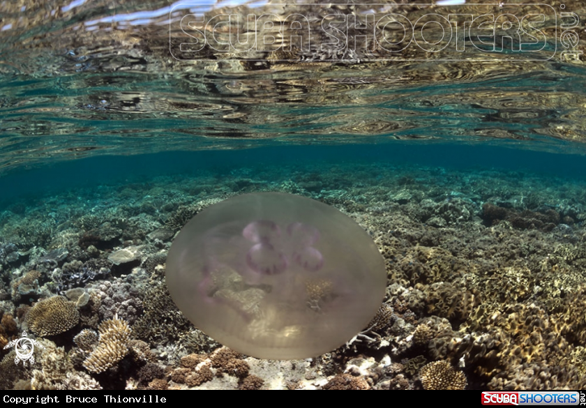 A Chelonia mydas 