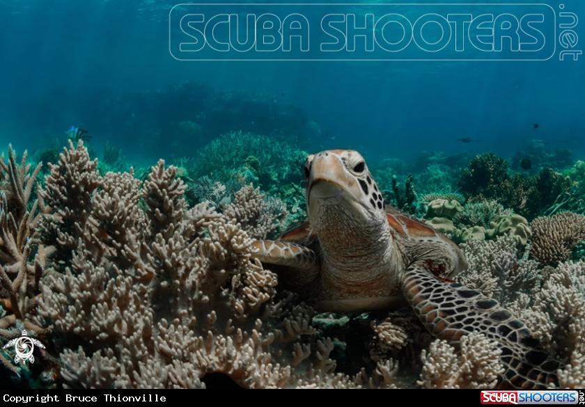 A Chelonia mydas 