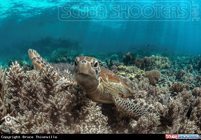 A Chelonia mydas