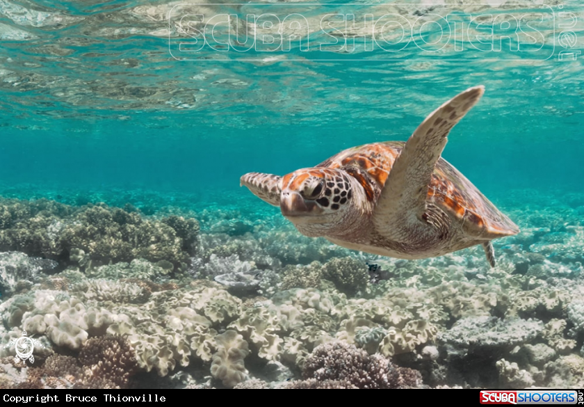 A Chelonia mydas 