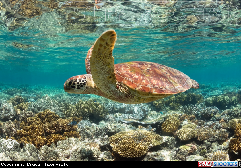 A Chelonia mydas 